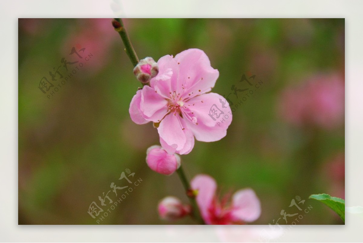 桃花图片