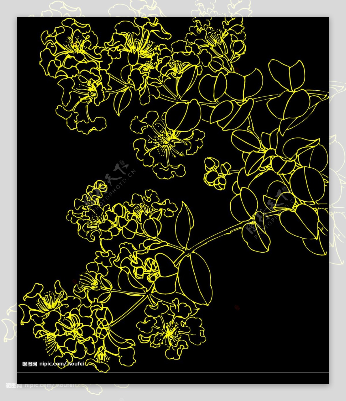 白描花卉4图片