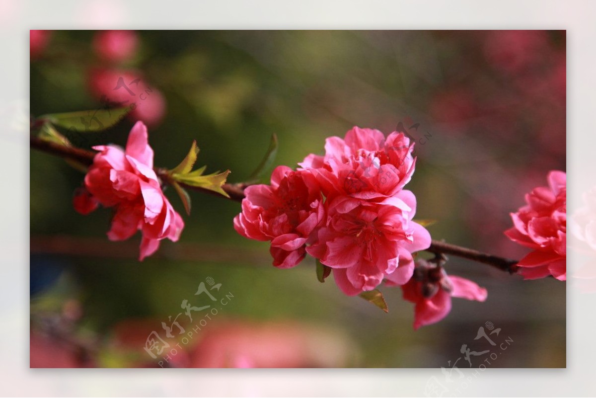 泉州森林公园桃花拍摄图片