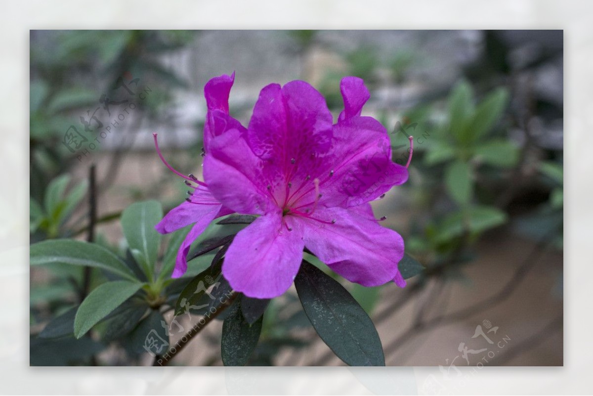 紫色杜鹃花图片