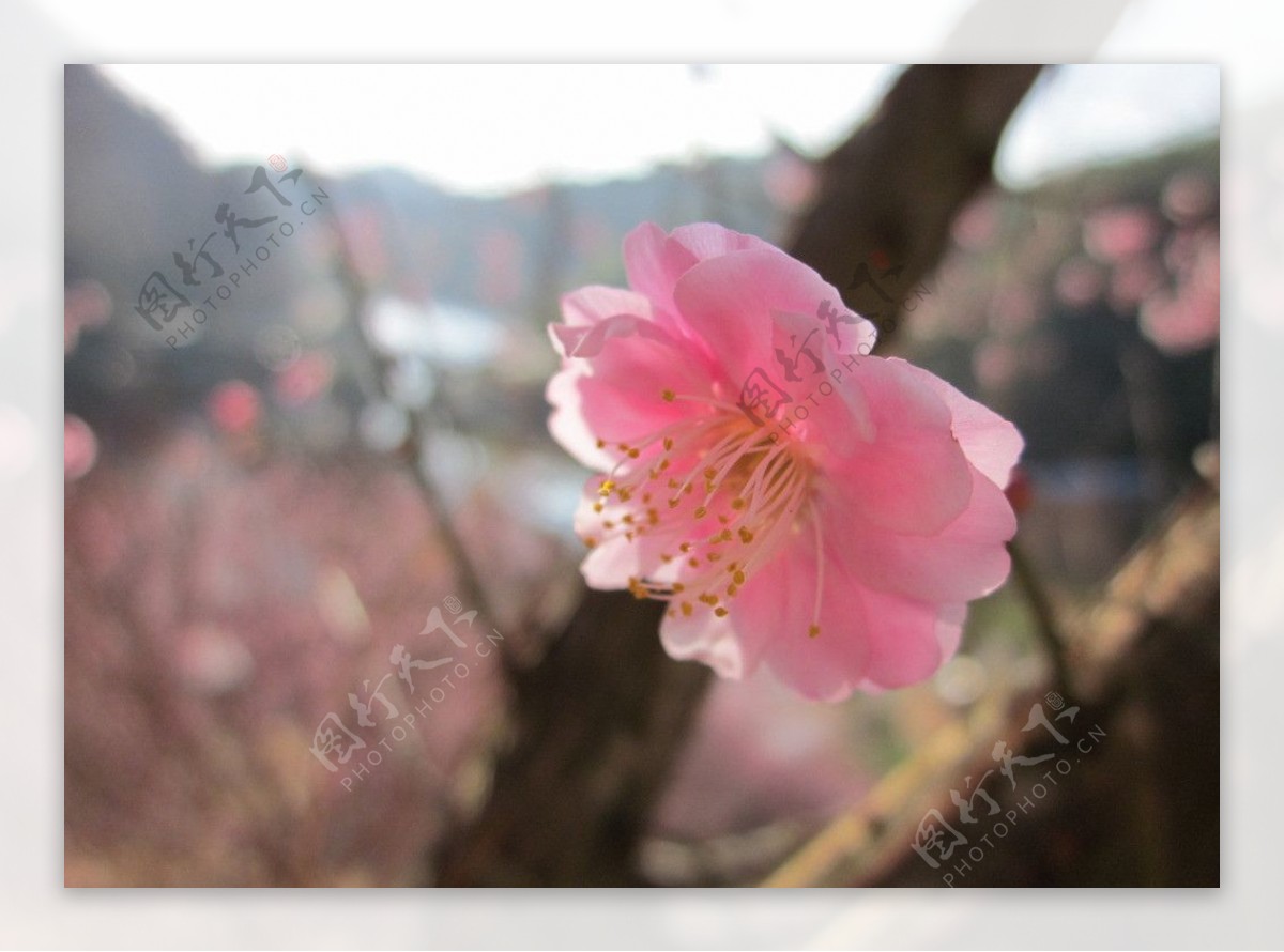 粉色梅花花蕊图片