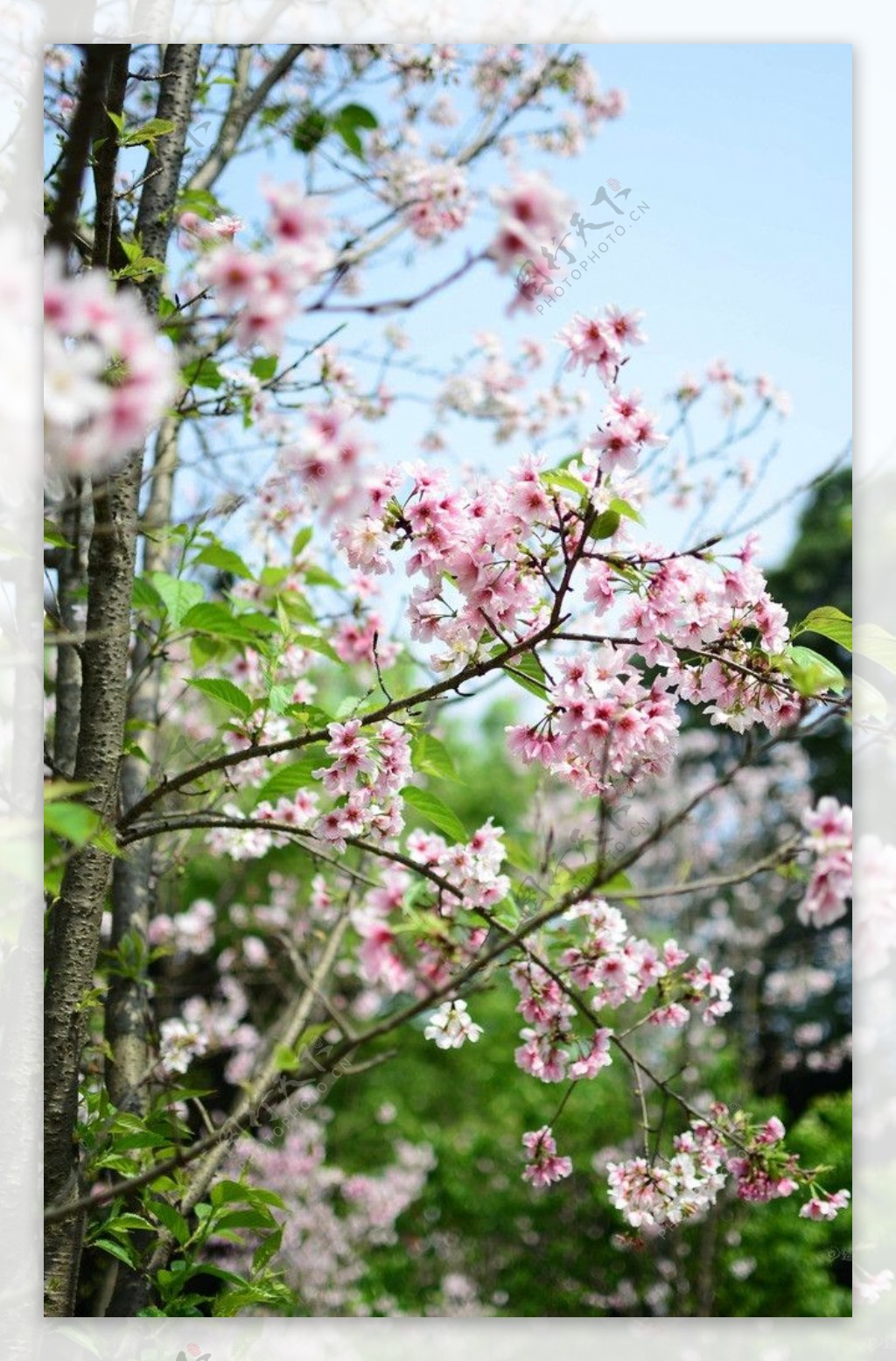 樱花图片