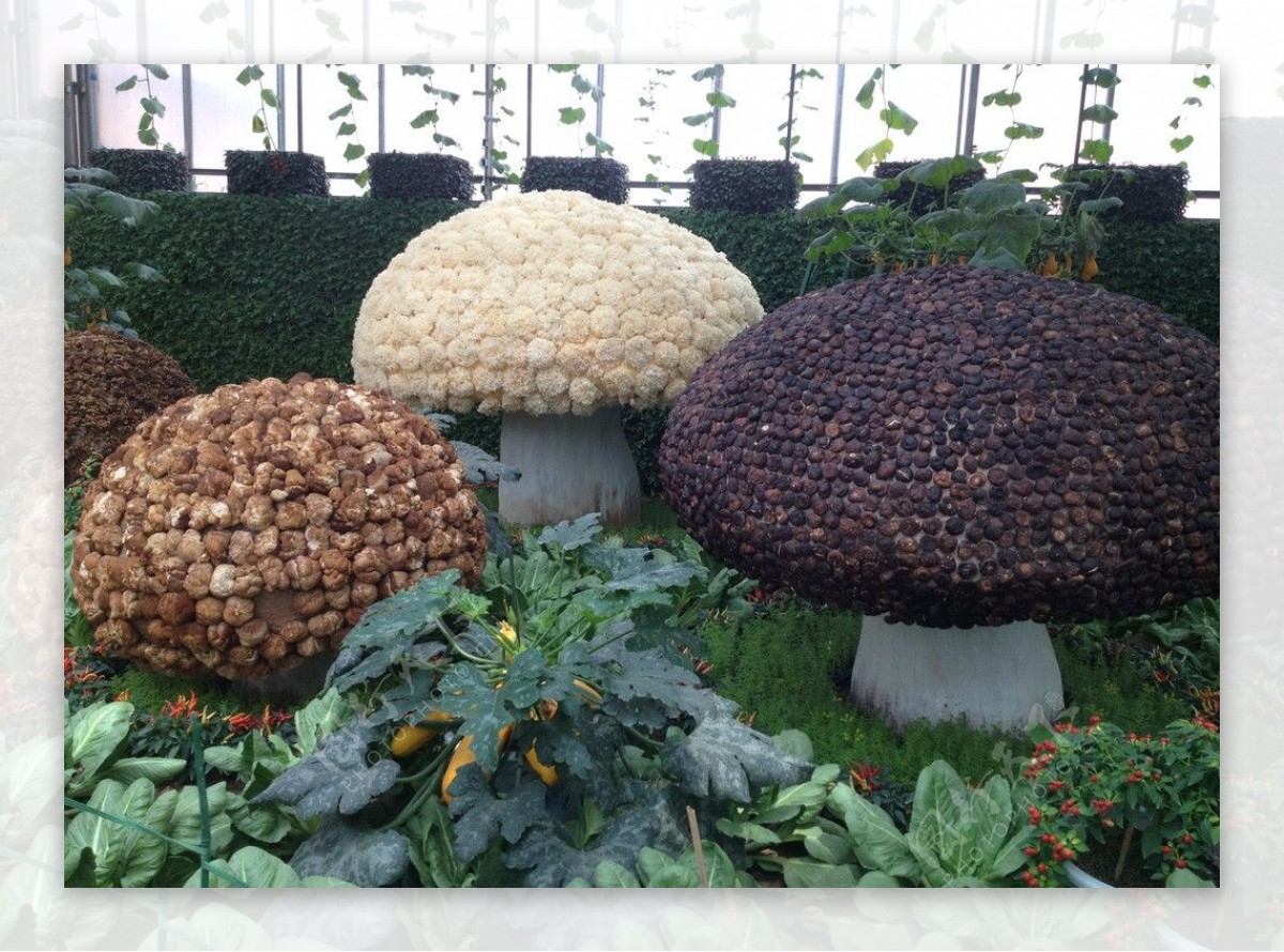 组合蘑菇图片