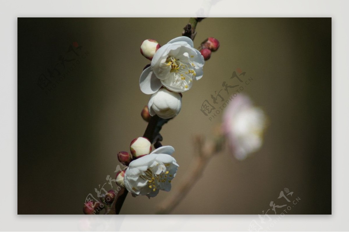 白色梅花图片