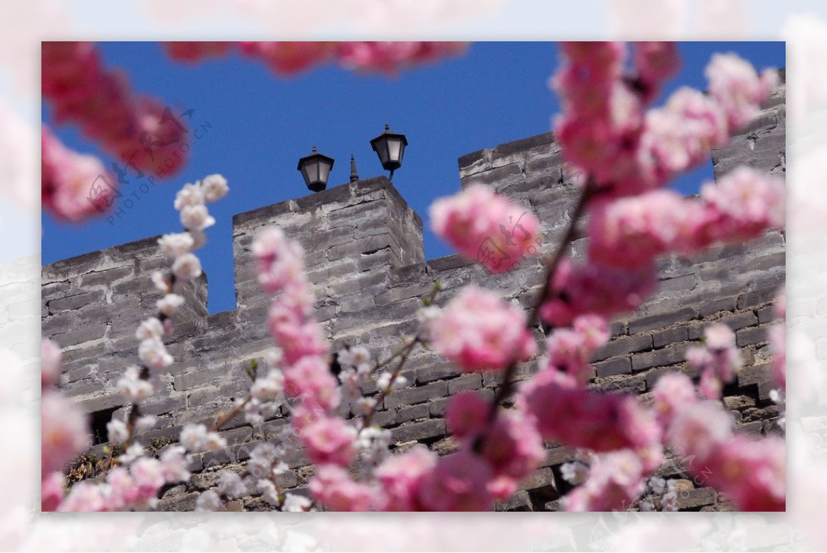 春天里的明城墙图片