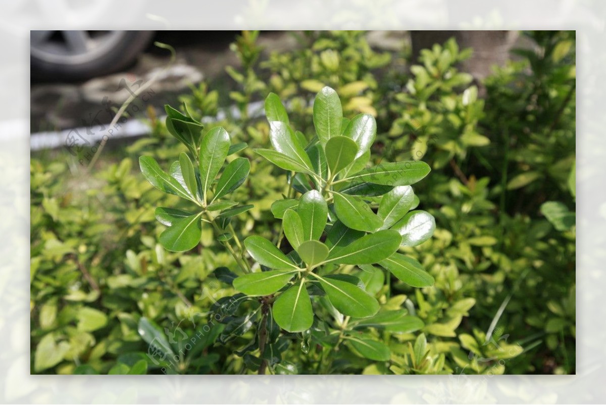 绿色小草特写图片