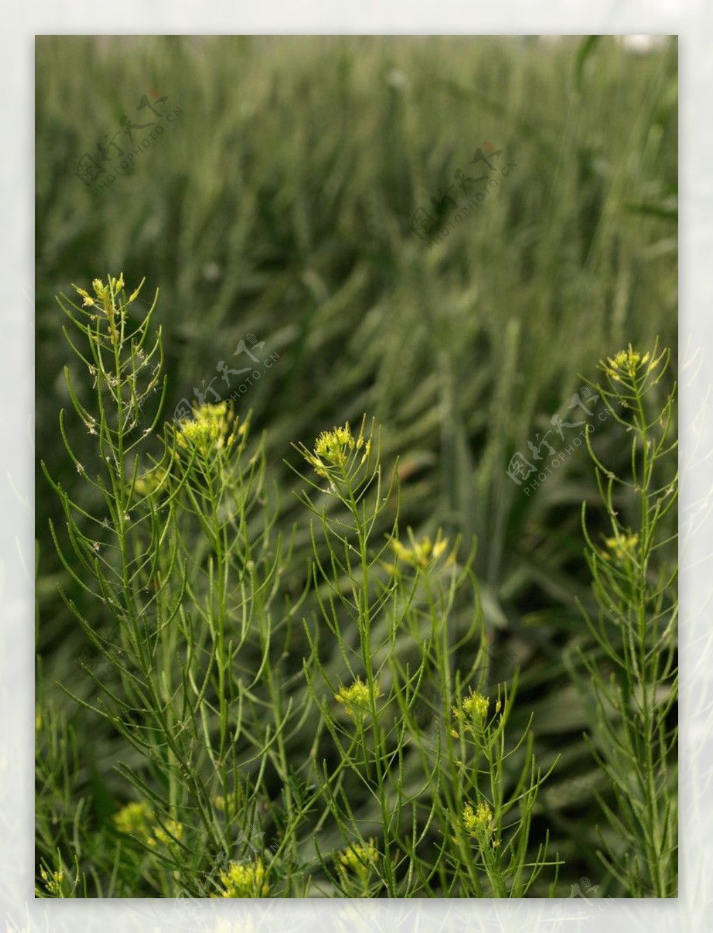 麦田里的油菜花图片