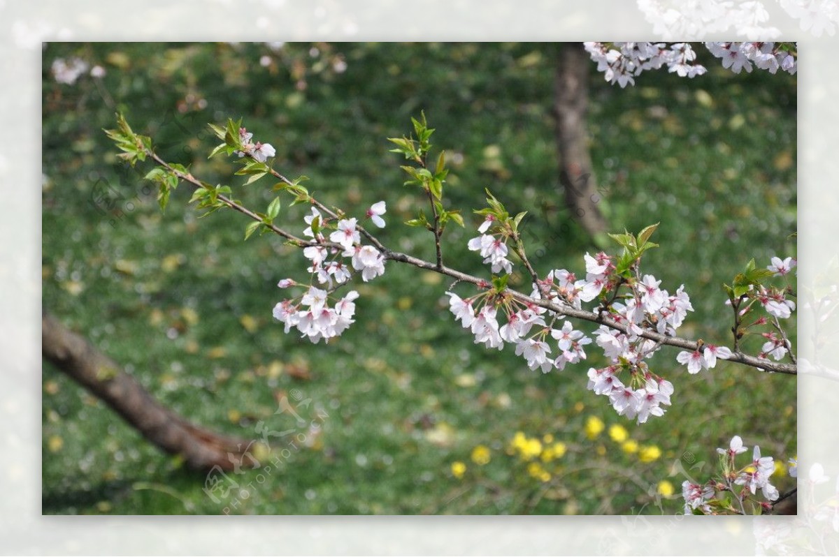 一枝樱花图片