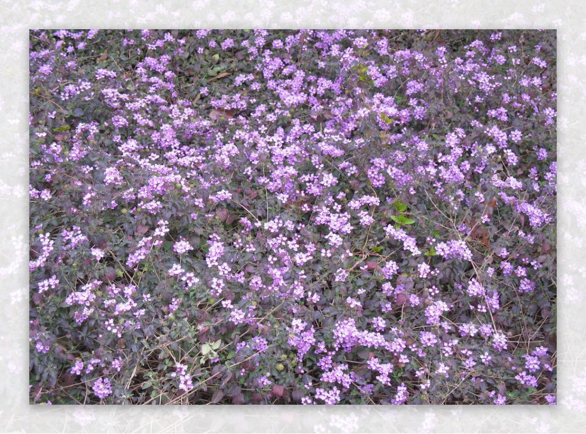 紫色的小花图片