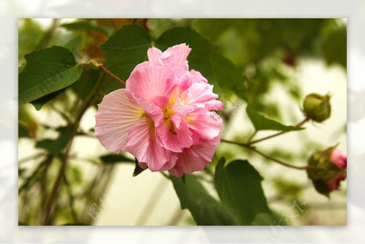 木芙蓉粉红色的花图片