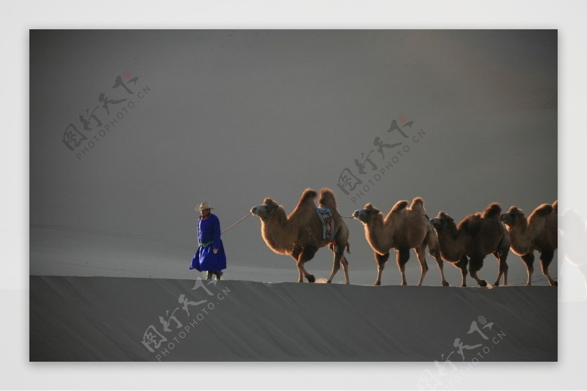 巴丹吉林沙漠的驼铃图片