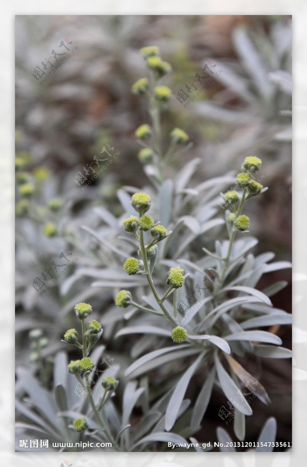 木芙蓉图片