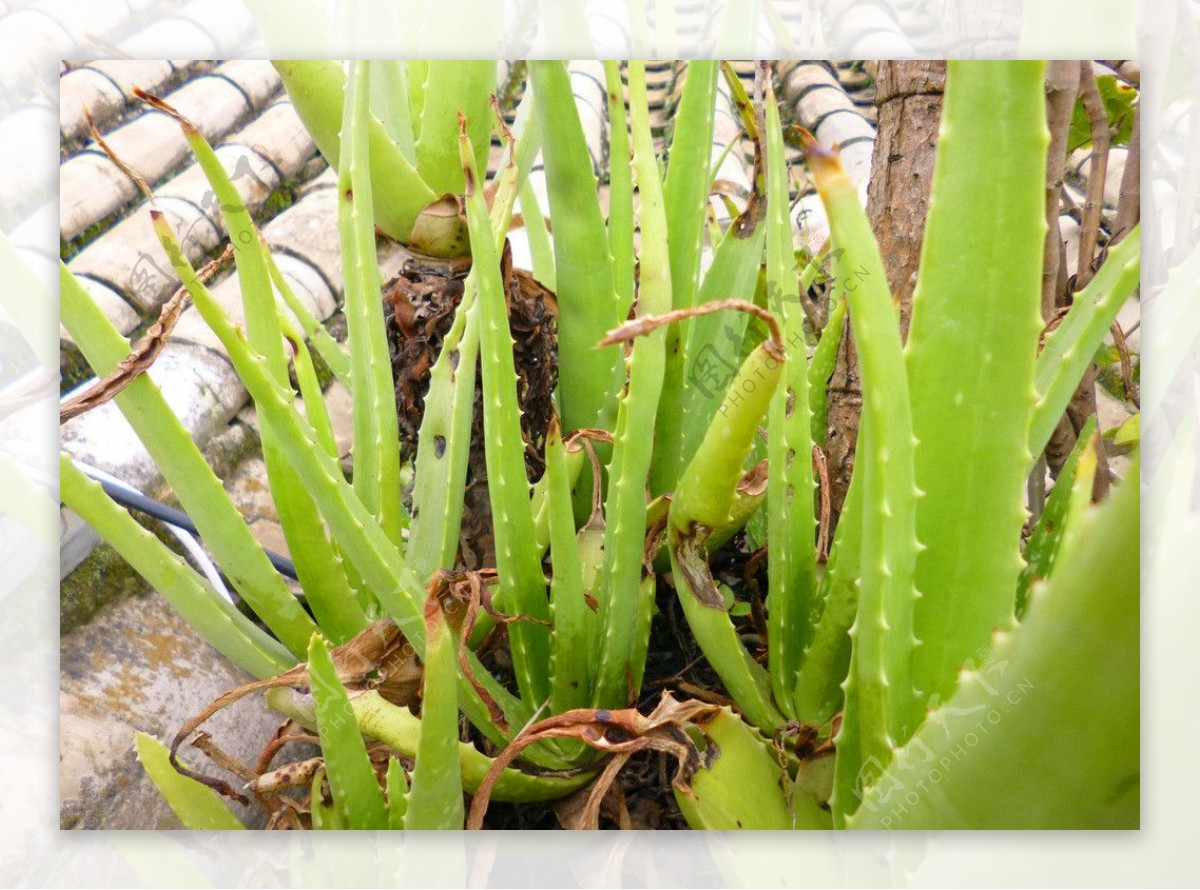 芦荟 植物 多汁 愈合 药用 绿色 草药 秸秆 自然 达瓦图片下载 - 觅知网