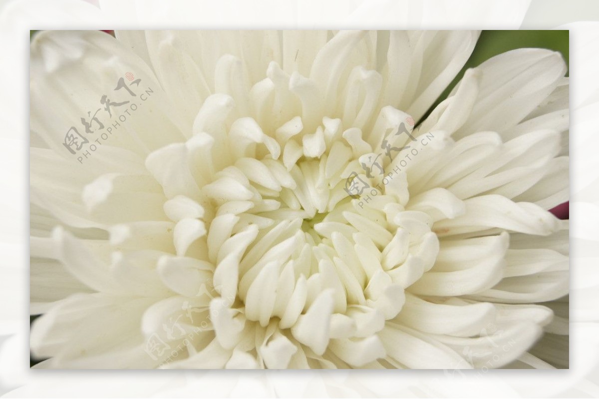 白菊花图片素材-编号24035230-图行天下