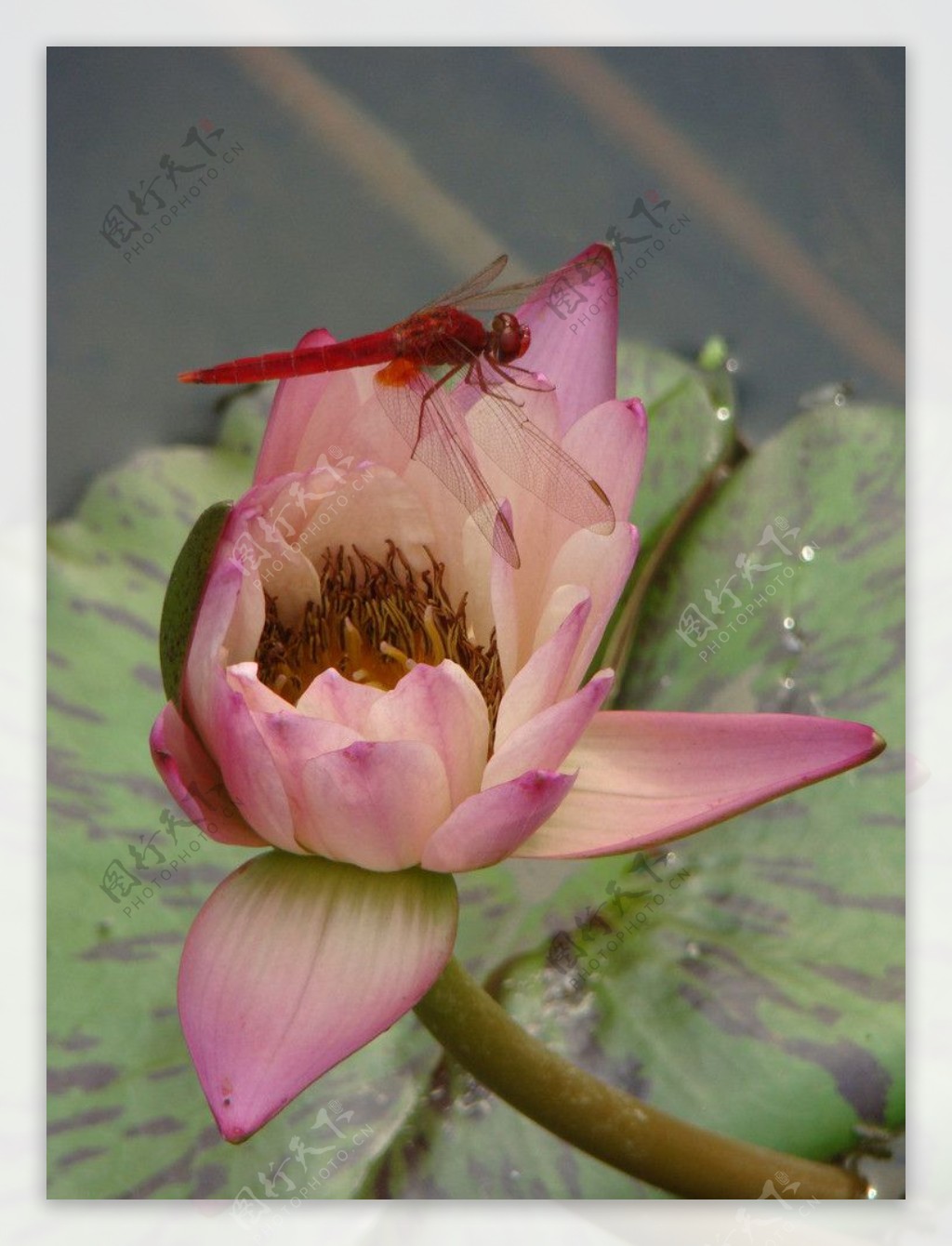 莲花蜻蜓图片