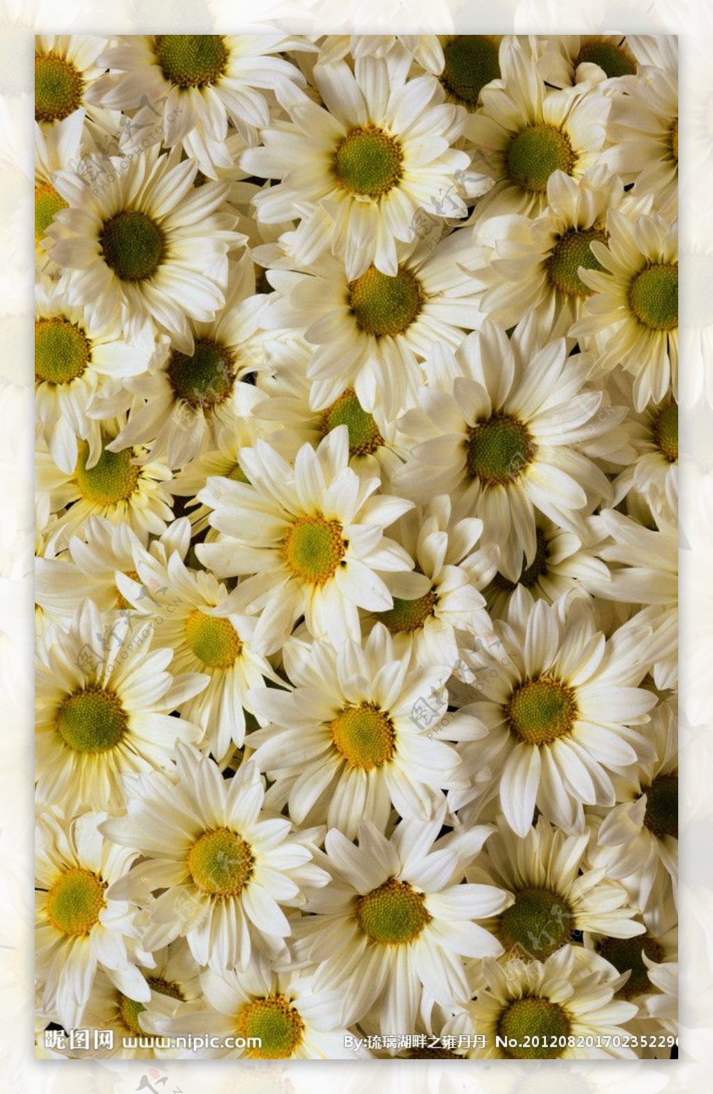 黄白菊花图片
