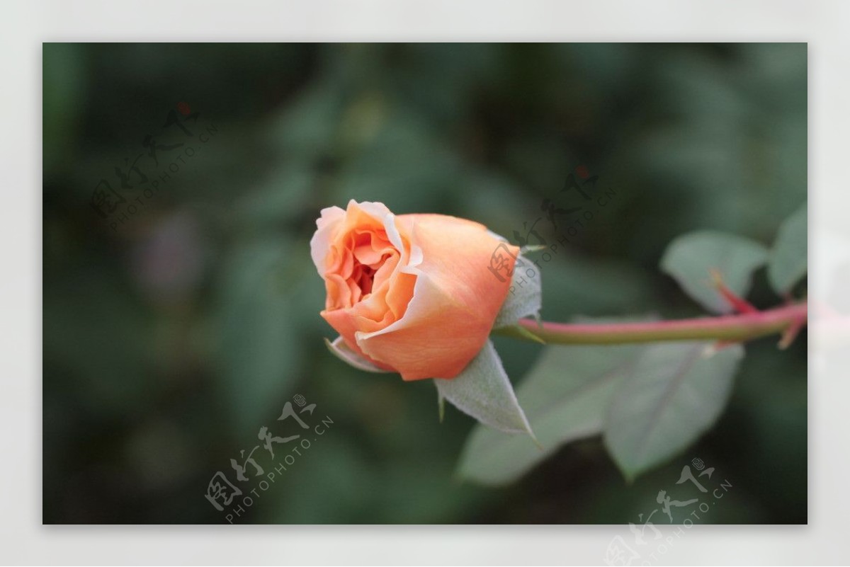 玫瑰花蕾图片