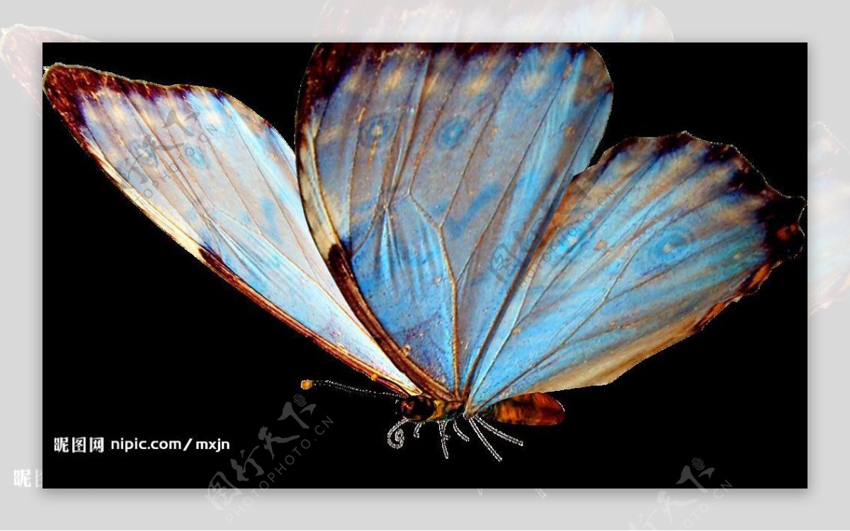 美丽的蝴蝶Butterfly图片