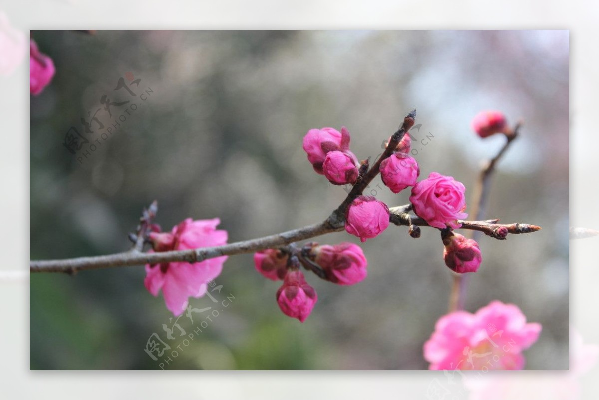 梅花图片