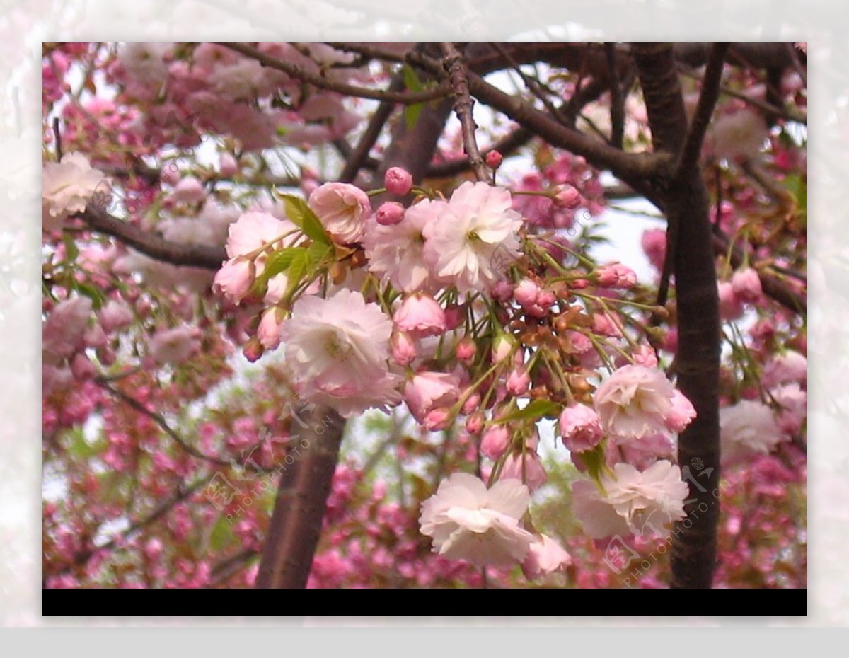 樱花簇淡粉图片