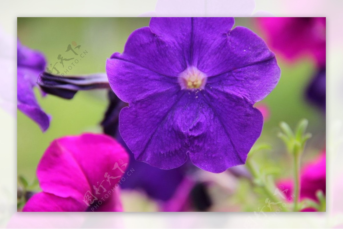 蓝紫色海棠图片