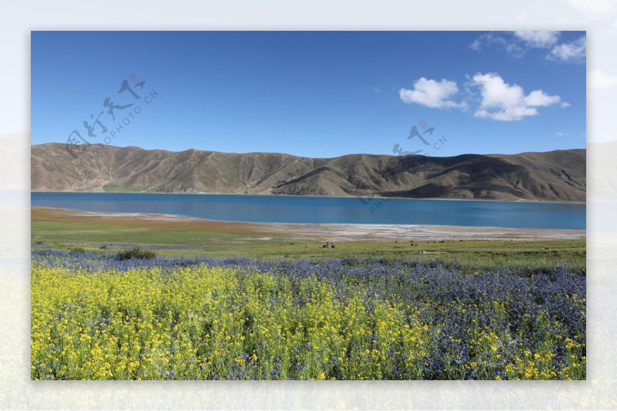 西藏羊湖1图片