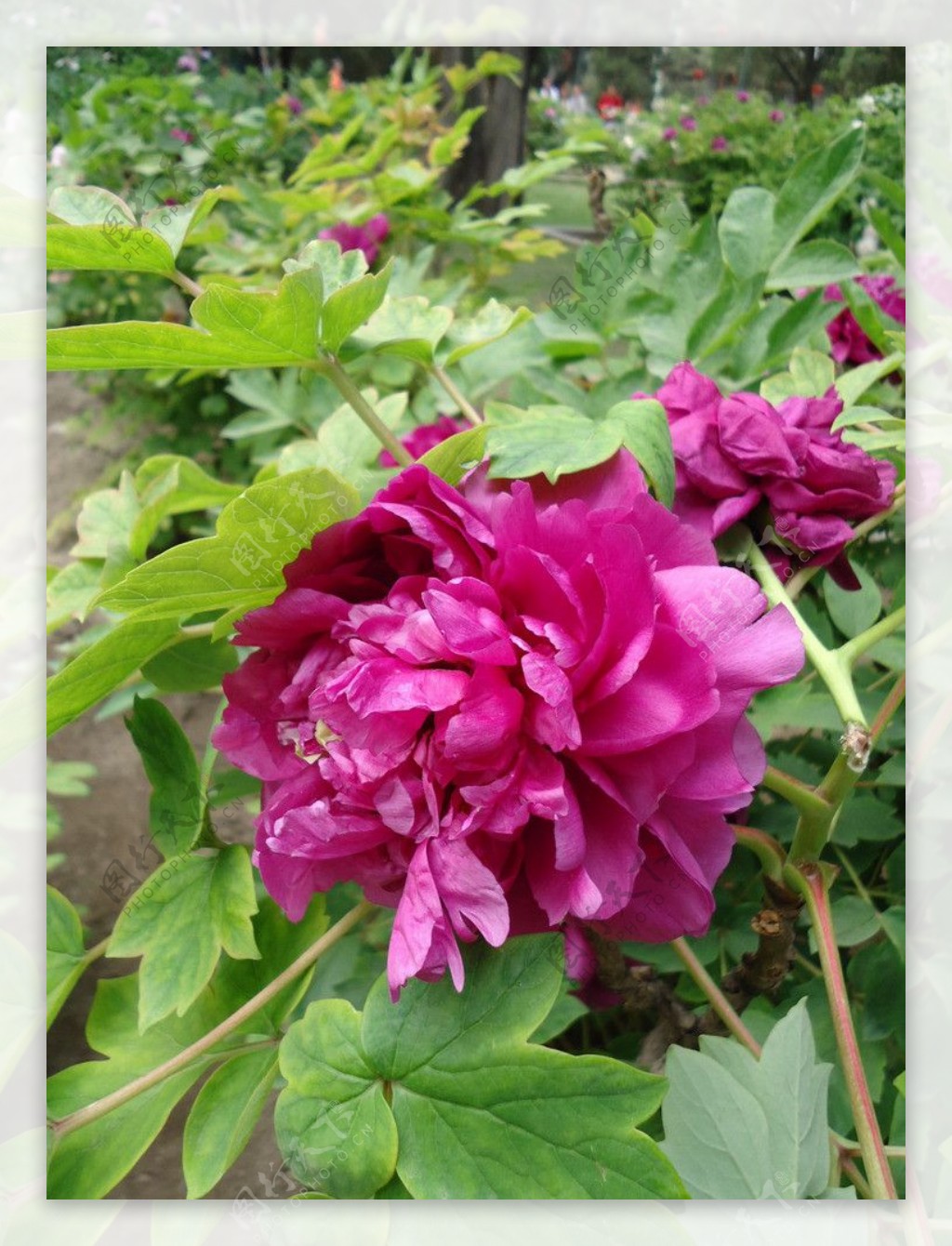 紫色芍药花图片