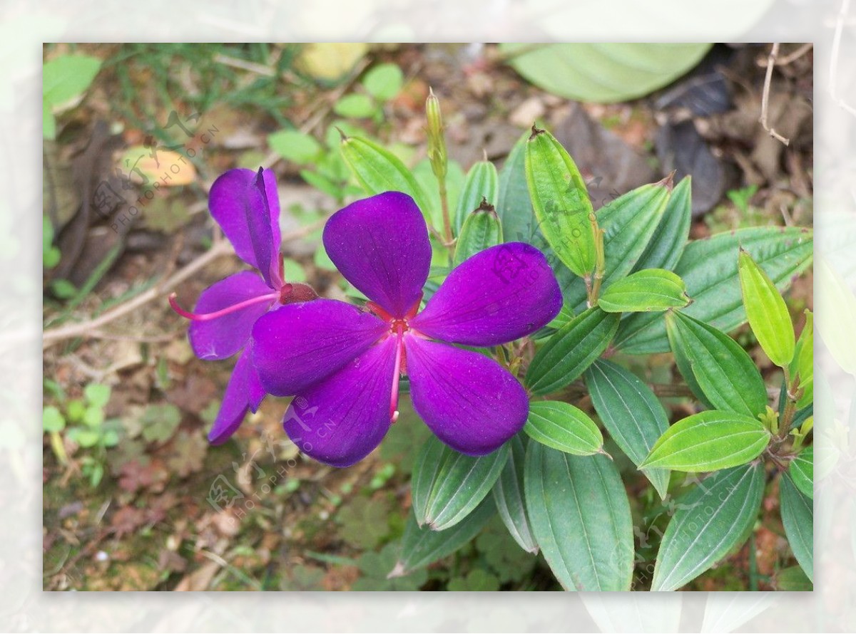 紫色巴西野牡丹图片