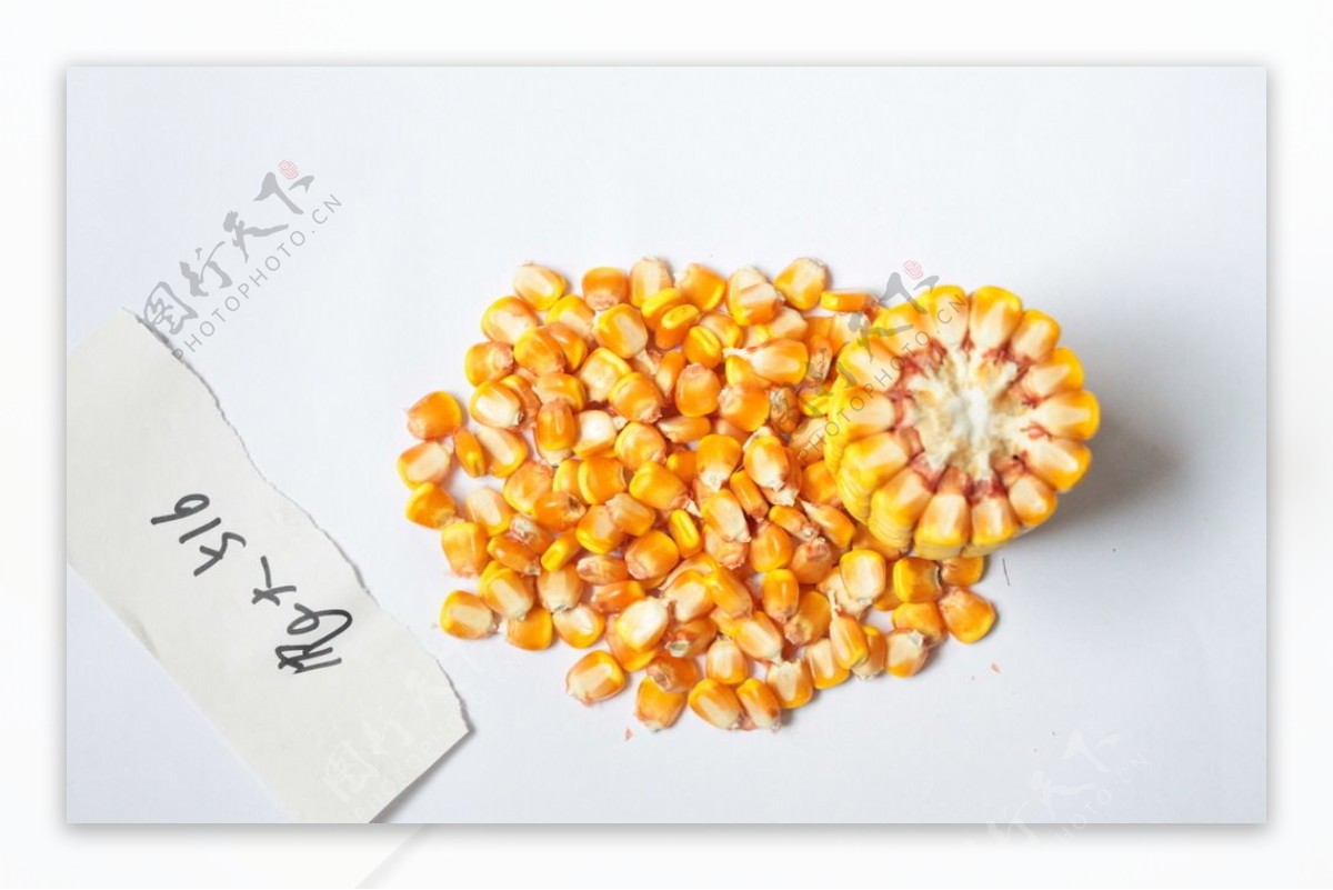 玉米种子是大粒好还是小粒好？_北京禾佳源农业科技股份有限公司
