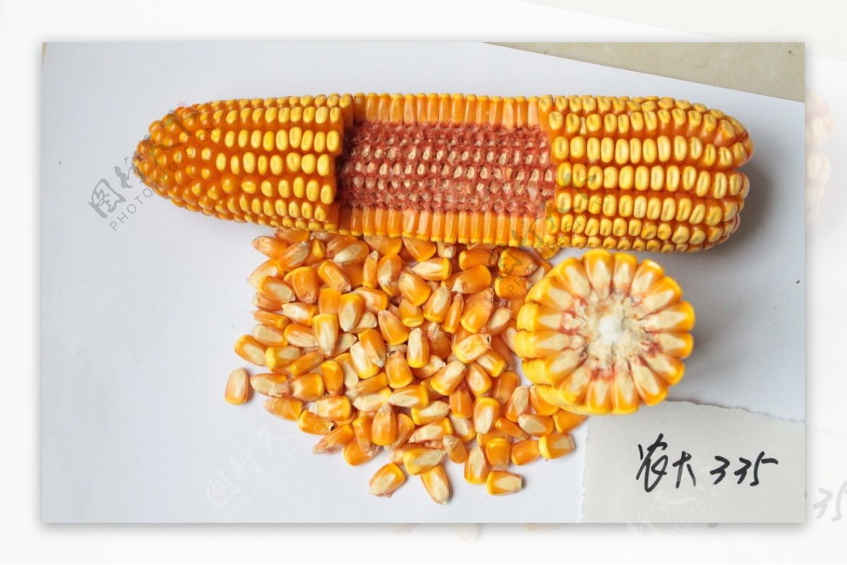 玉米种子图片素材-编号15793328-图行天下