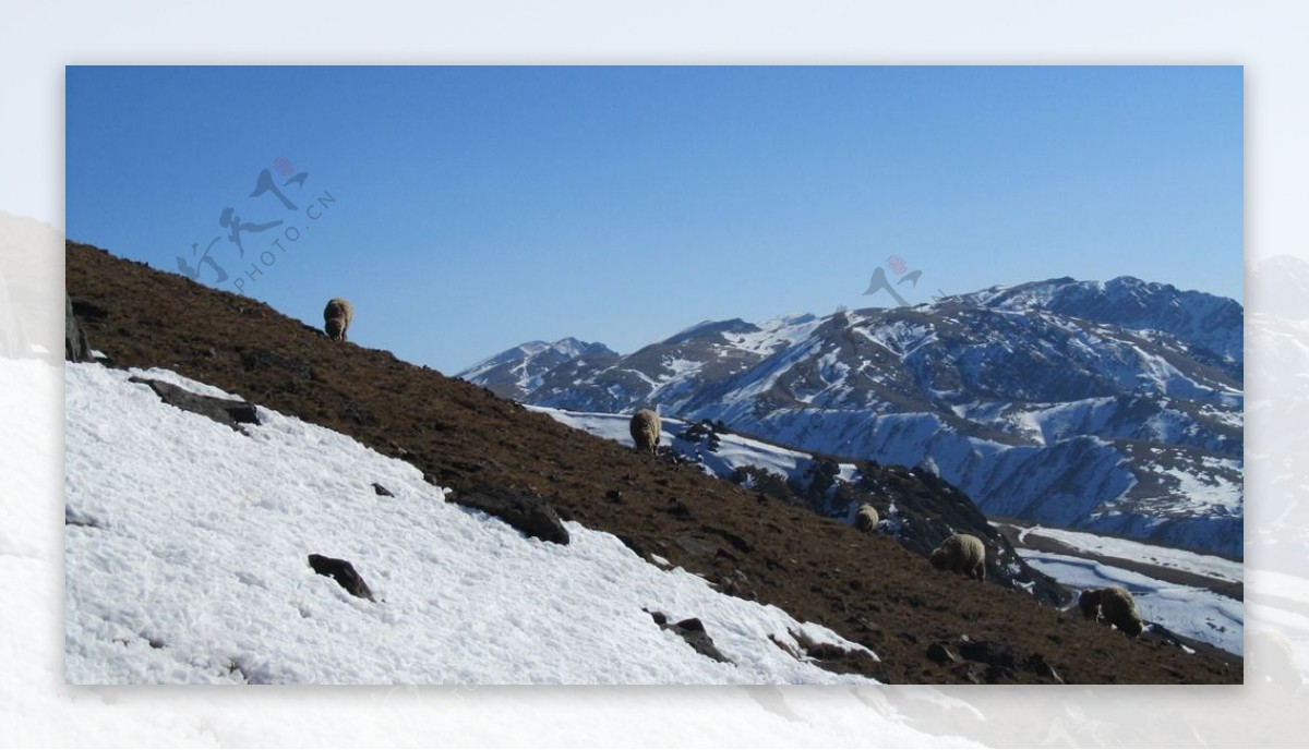 会泽大海草山的雪图片