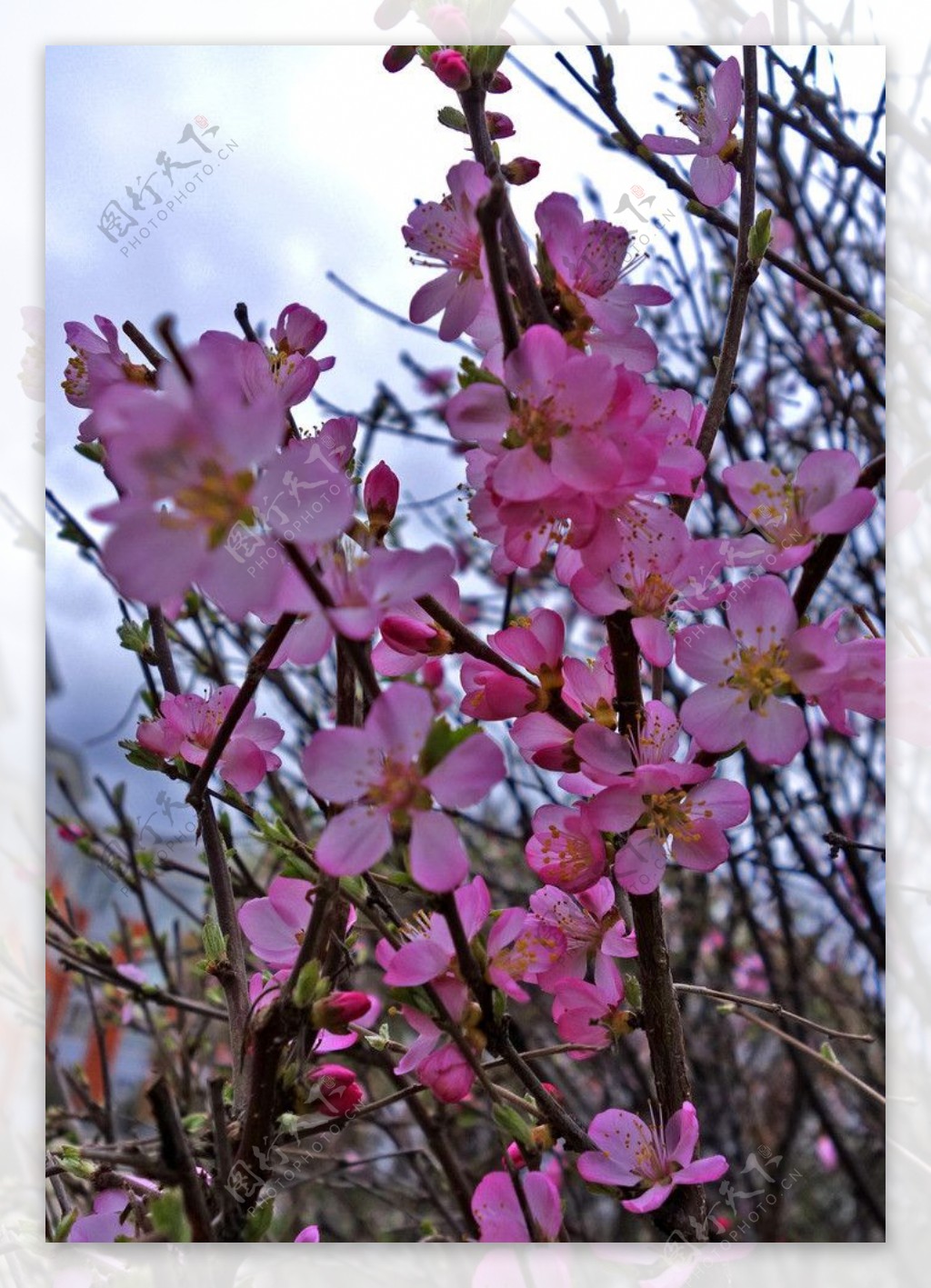 春天校园的榆叶梅花图片