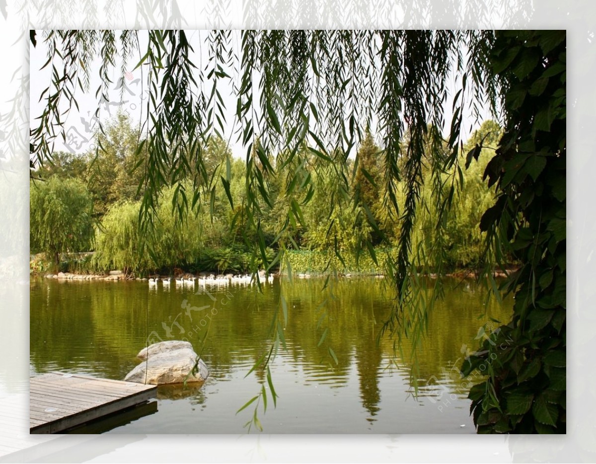 杭州西湖柳树阳光风景高清图片下载-正版图片500194420-摄图网