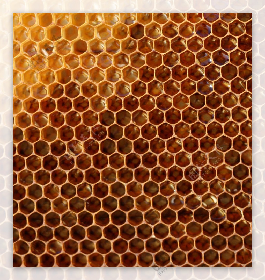 蜂巢里的蜂蜜图片