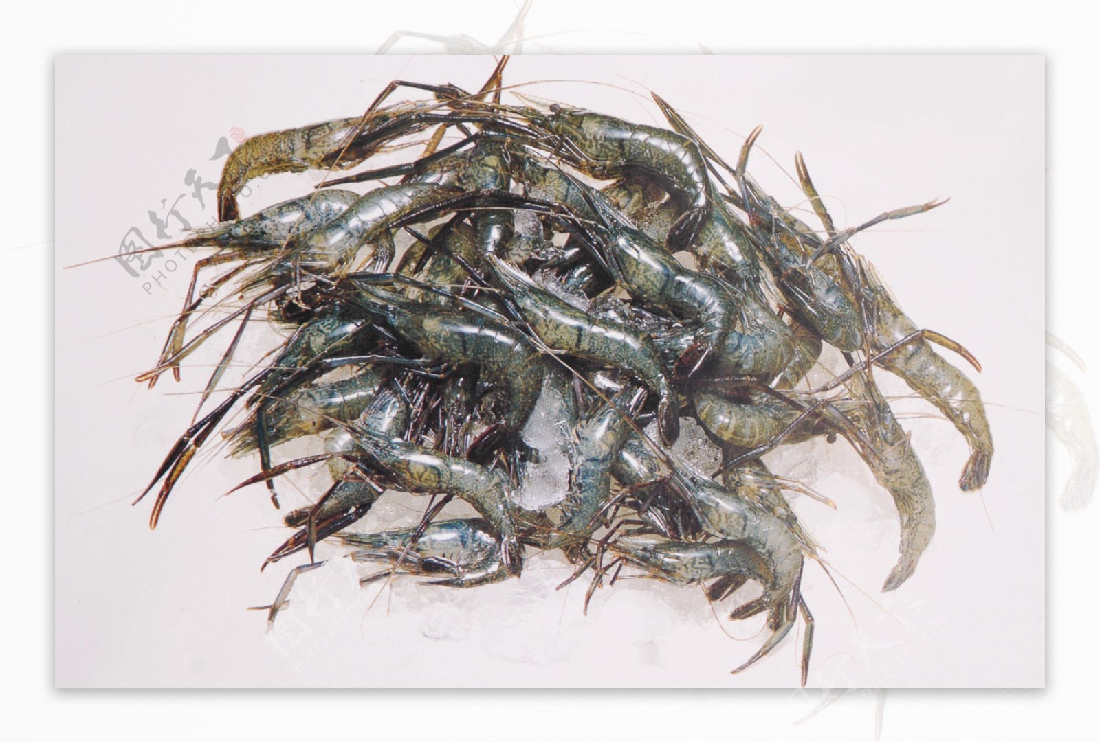 新鲜河虾图片