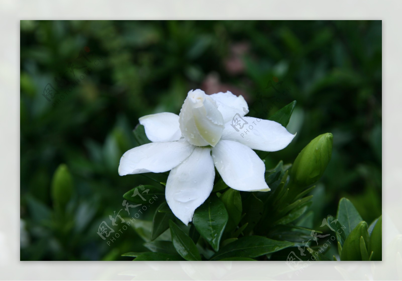 栀子花图片