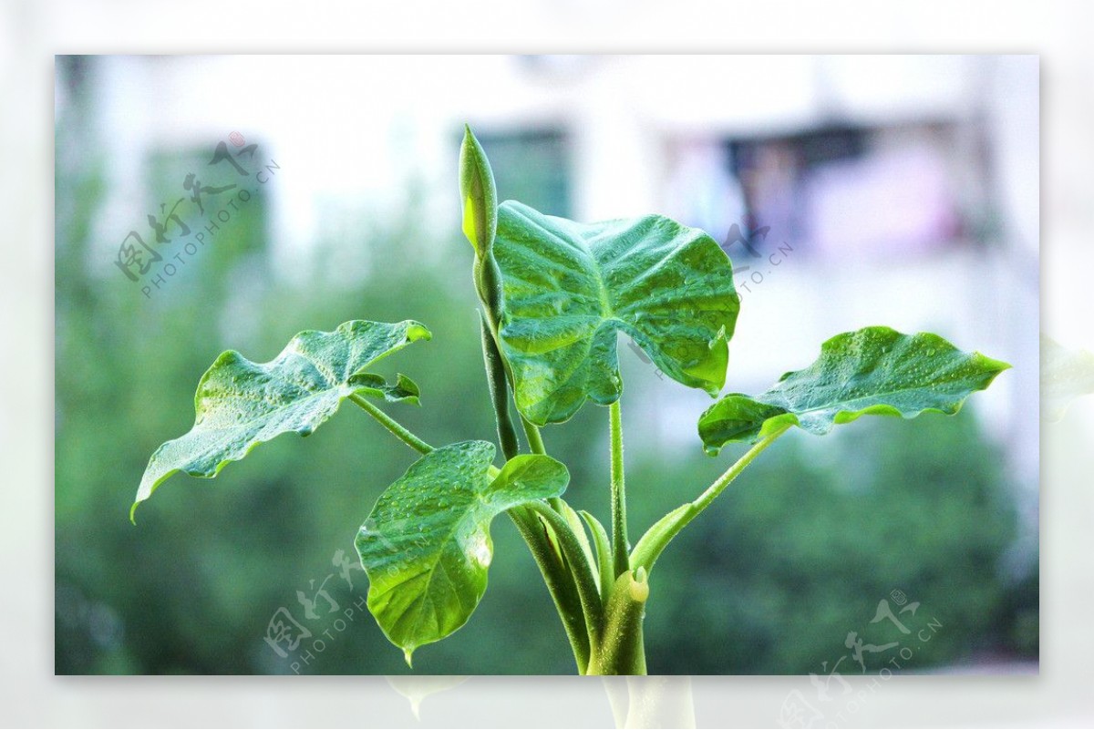 绿色植物图片