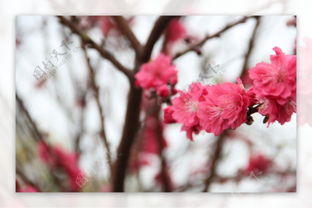 桃花图片