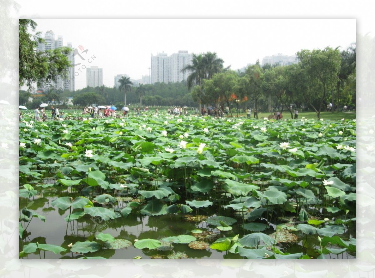 盛开荷花池图片