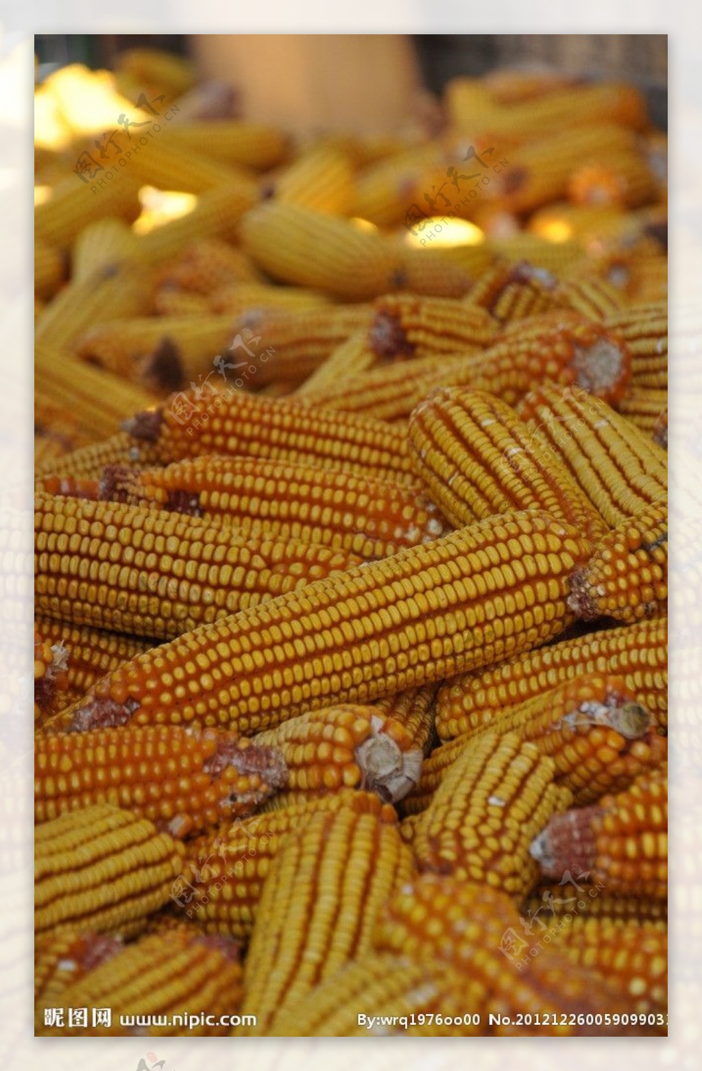 金秋玉米丰收场景素材图片