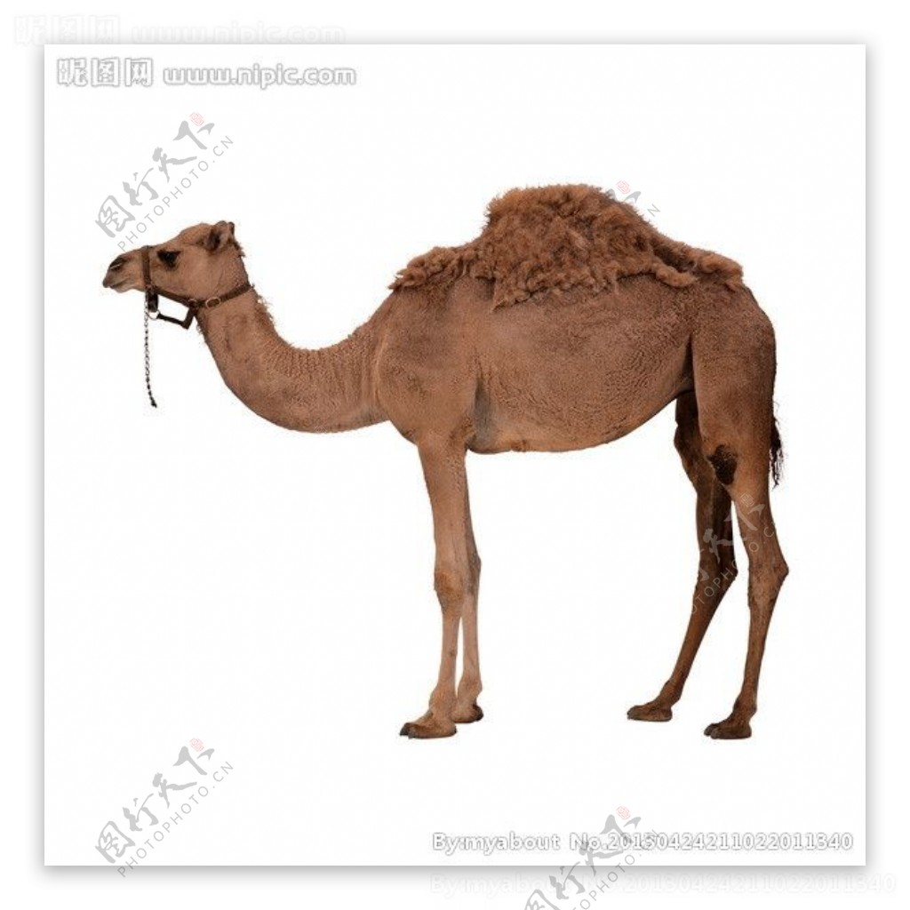 骆驼单峰骆驼图片