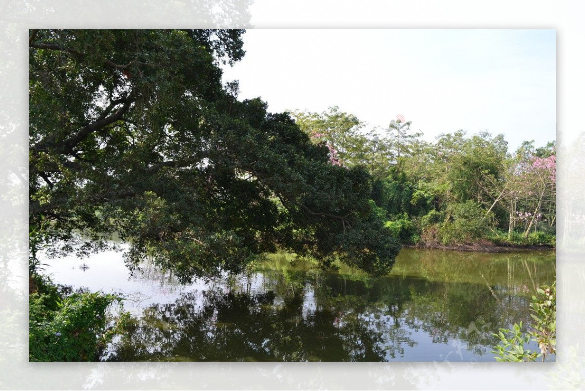 池塘风景图片