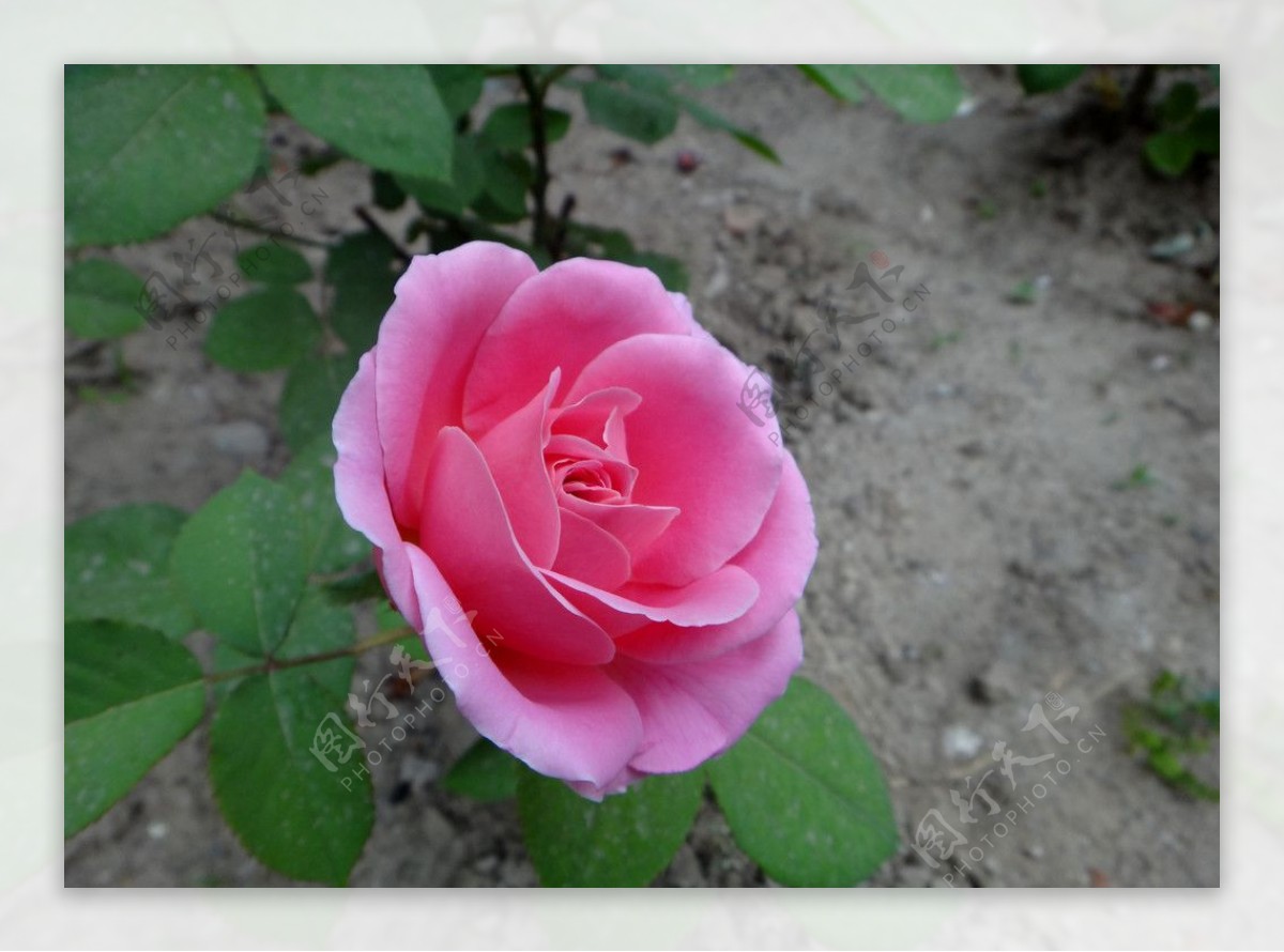 粉色的月季花 - 免费可商用图片 - cc0.cn