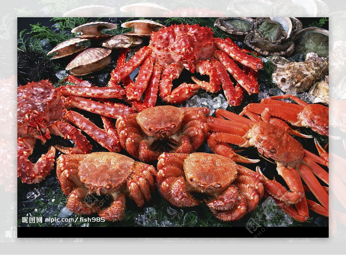 贝壳螃蟹类图片
