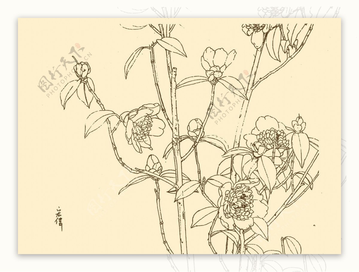 白描花卉图片