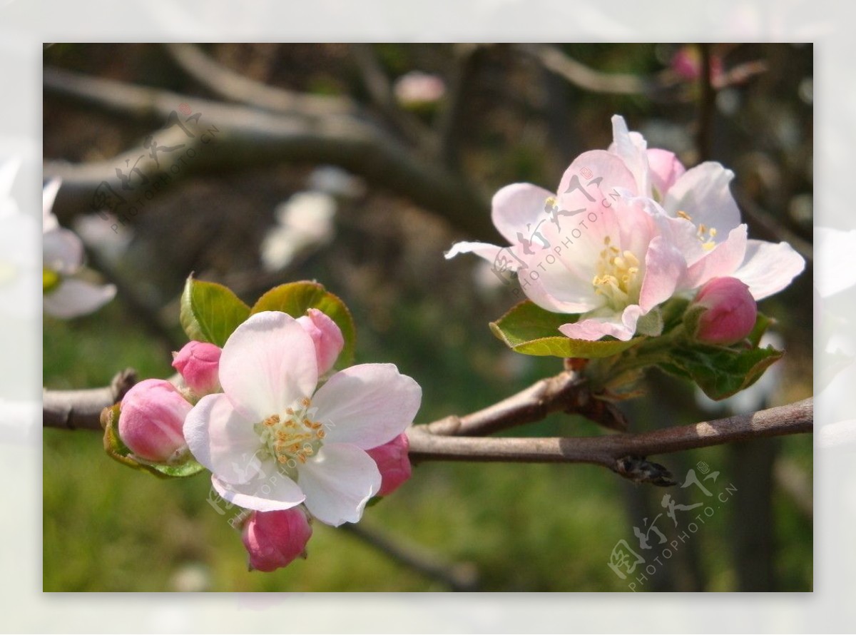 小苹果花图片