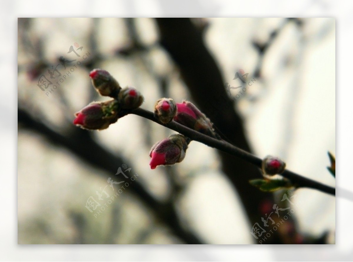 桃花图片