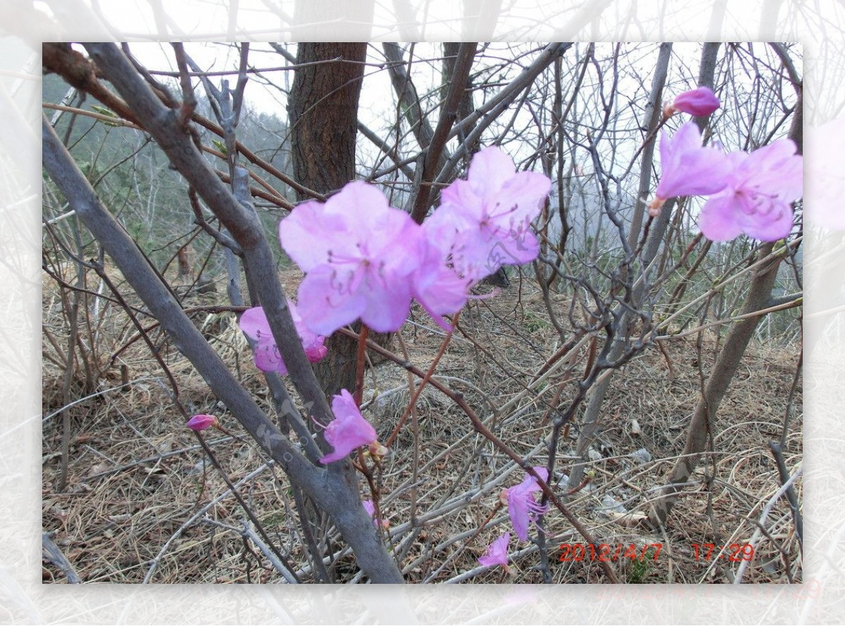 粉色小花图片