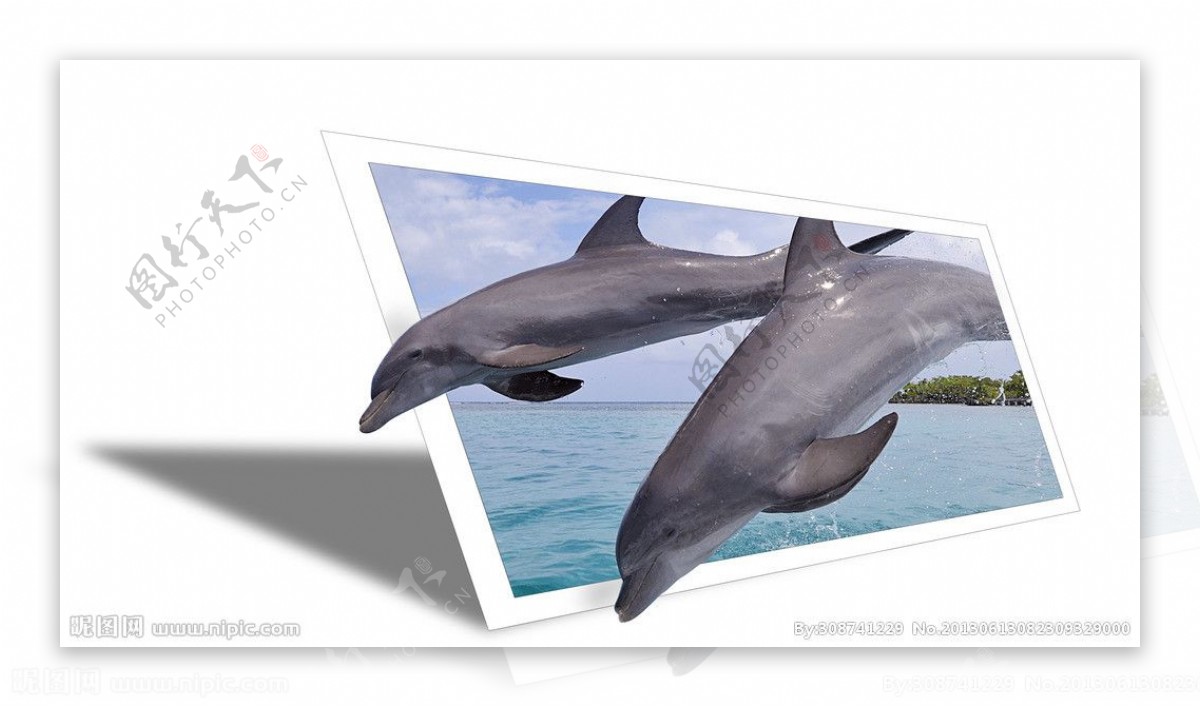 海豚相框图片