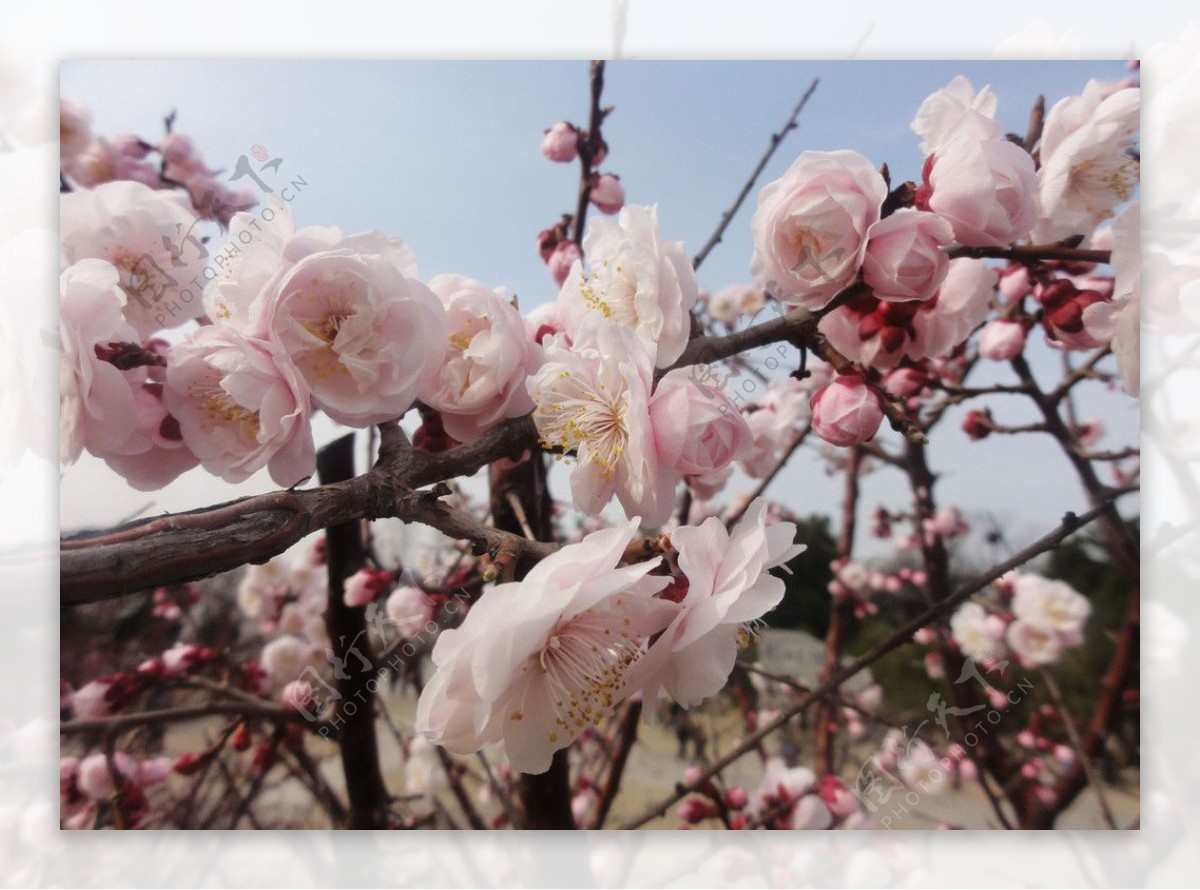 梅花图片